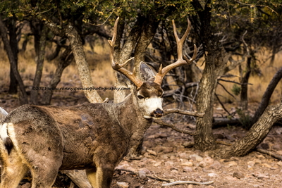Whats up with how small your west Texas mule deer seem